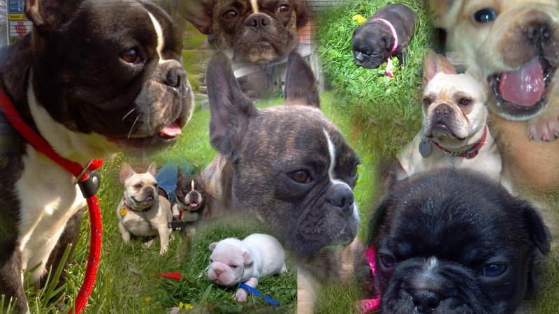 Best Friend FrenchiesBreedings and Available Puppies